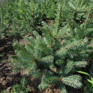 Ель Голубая Мисти Блу 40-60 см Ель Голубая Мисти Блу 40-60 см