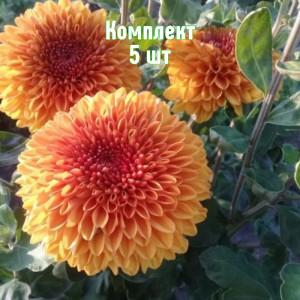 Комплект 5шт / Хризантема Венди Бронз