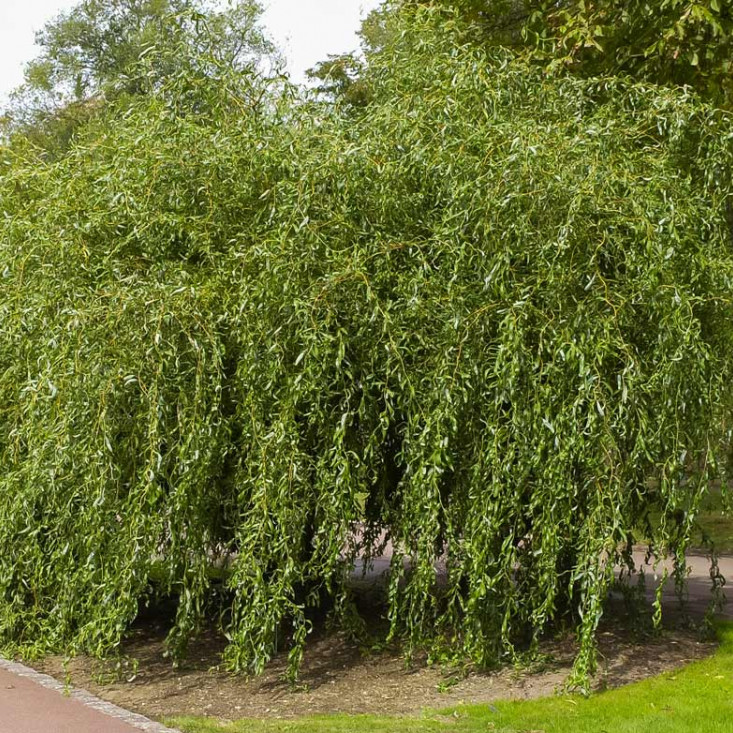 Комплект 5шт / Ива Матсуды или Salix matsudana (сеянец) - красота в вашем саду Комплект 5шт / Ива Матсуды или Salix matsudana (сеянец) - красота в вашем саду